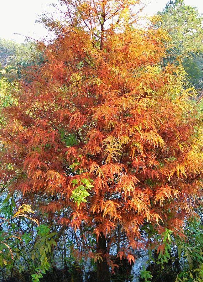 Fall Cypress Photograph by Warren Thompson