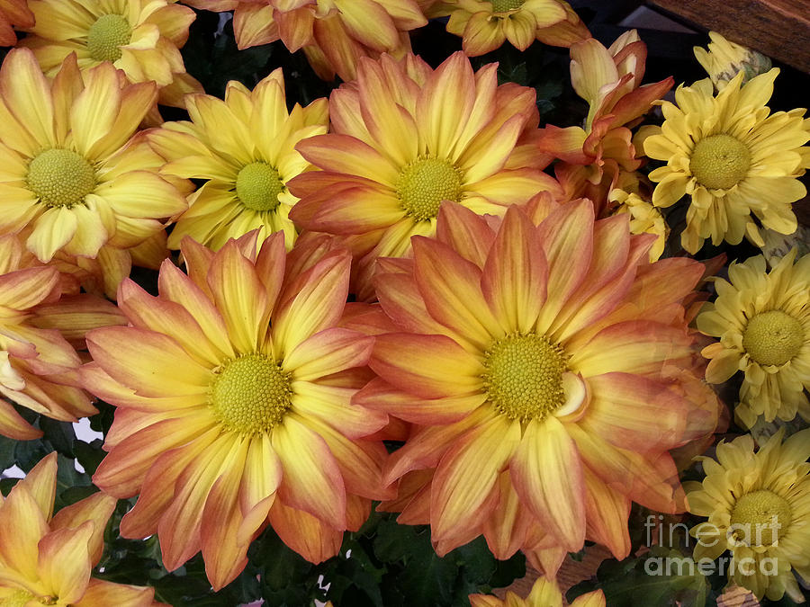 Fall Daisies Photograph by Donna Brown