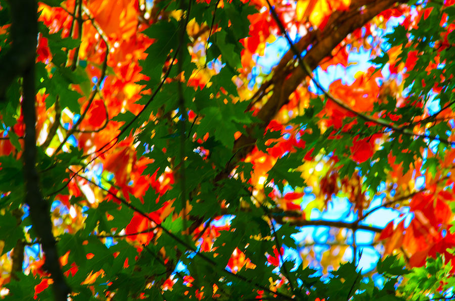 Fall Photograph