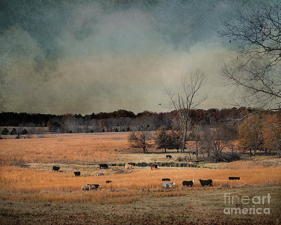 Fall Day in the Country Photograph by Jai Johnson