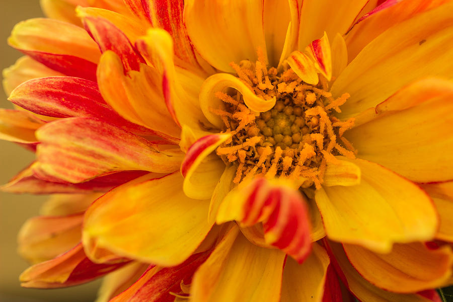 Flowers Photograph - Fall Delight by Julie Andel Flowers Photograph - Fall Delight by Julie Andel