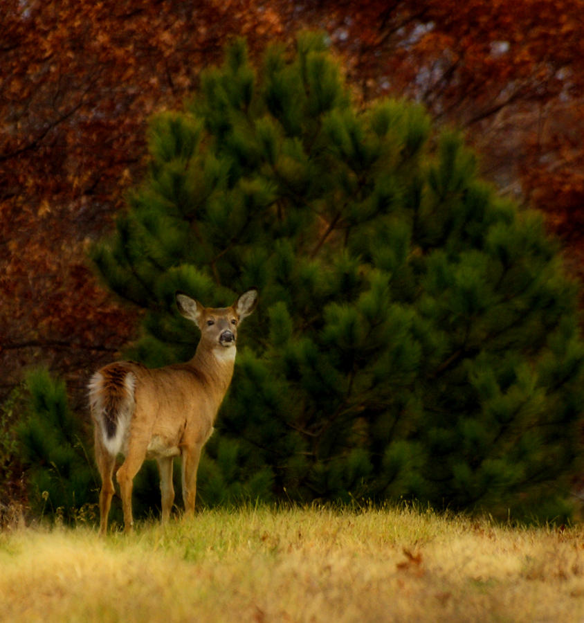 Fall Doe Photograph by Thomas Young