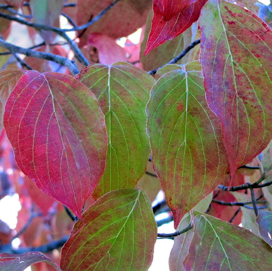 Fall Dogwood Leaf Colors 1 Photograph by Duane McCullough