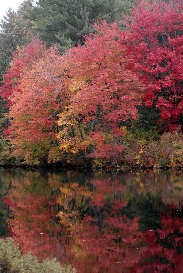 Fall Photograph by Donna Desrosiers - Fine Art America