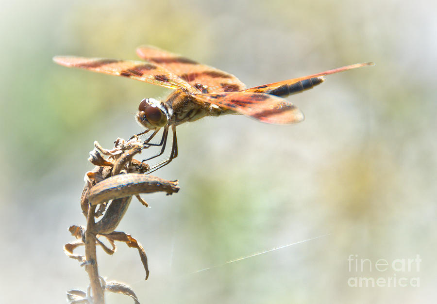 Fall Dragonfly Photograph by Cheryl Baxter