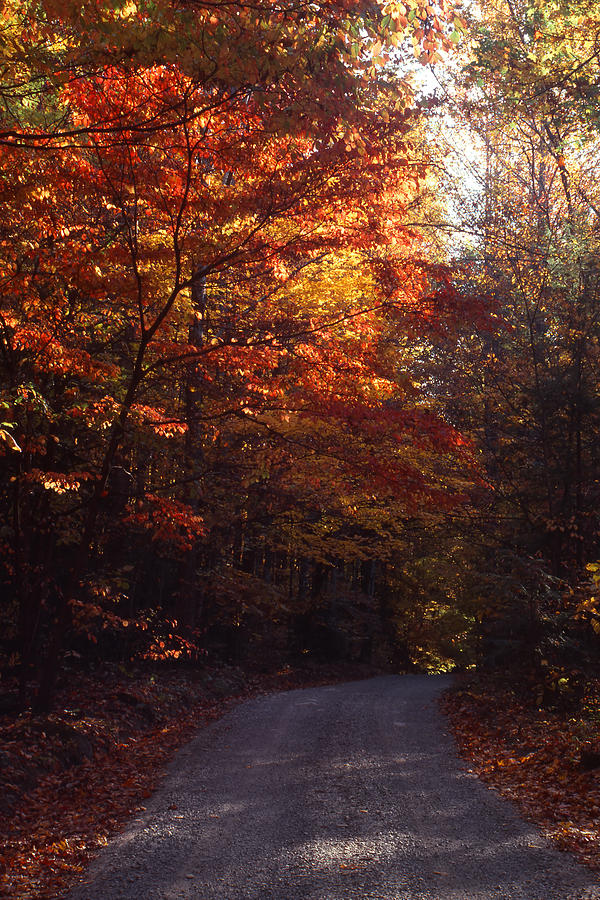 Fall Drive in Woods Photograph by Harold Rau
