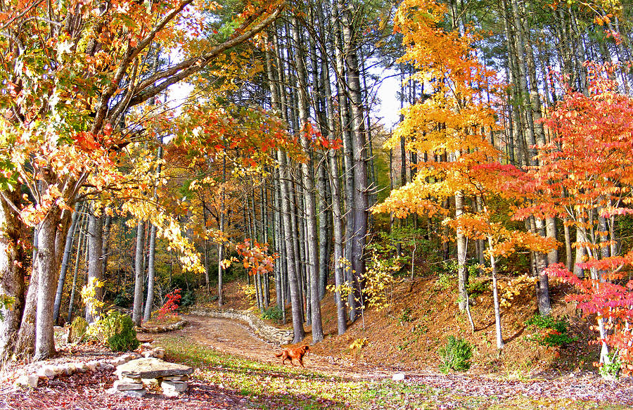 Fall Driveway and Coco the Dog Photograph by Duane McCullough