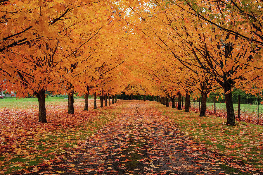 Fall Driveway Photograph by Piriya Photography
