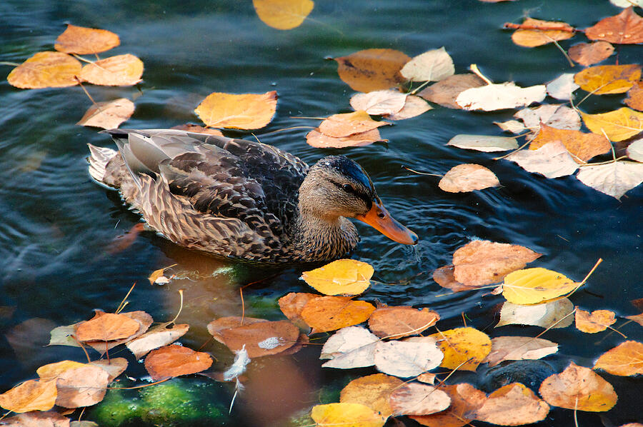 Fall Duck Photograph by Trever Miller Fall Duck Photograph by Trever Miller