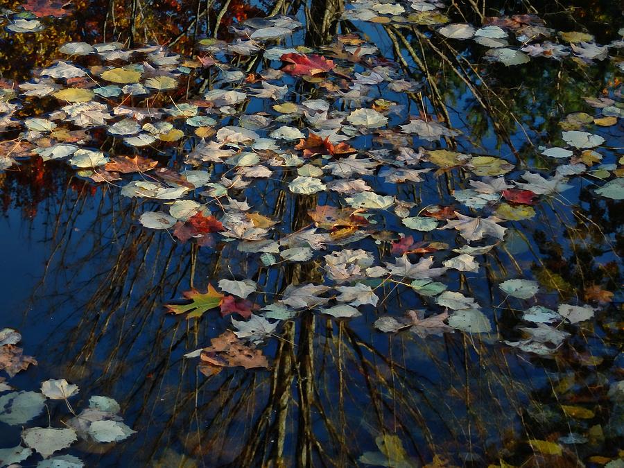 Fall Ending Photograph by Marcia Lee Jones