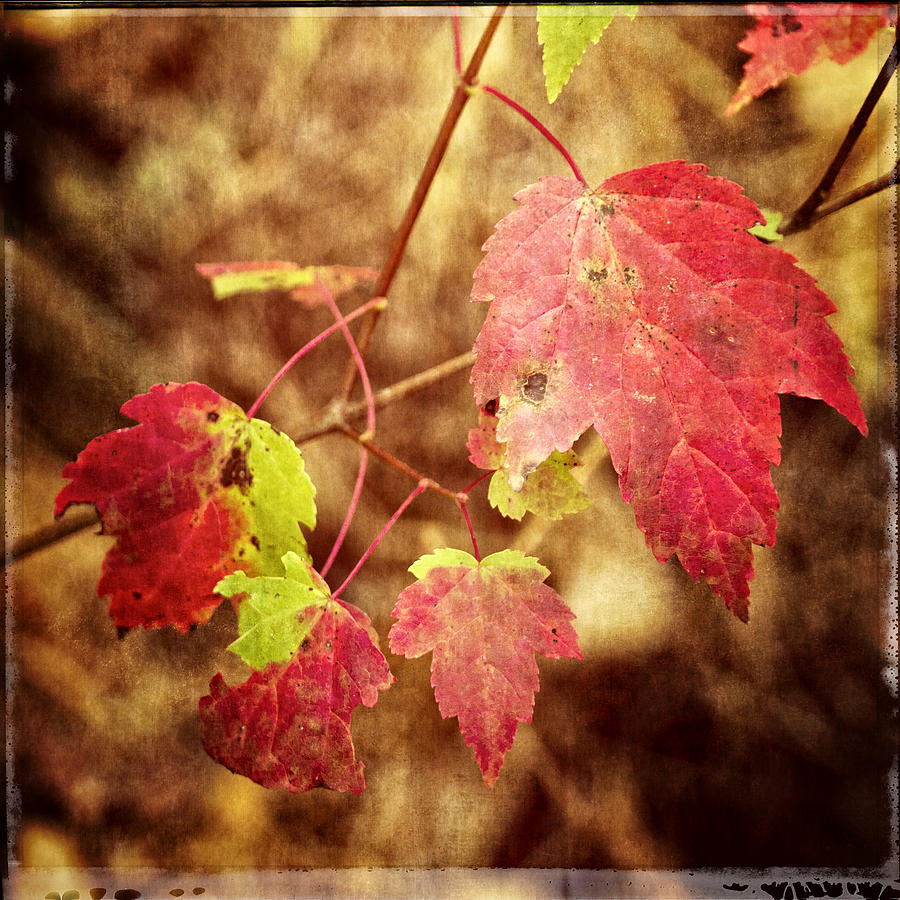 Fall Fades Photograph by Frank Winters