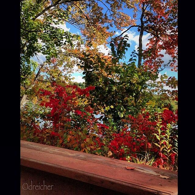 Tree Photograph - #fall #fallfoliage #nofilter #trees by Denise Reicher