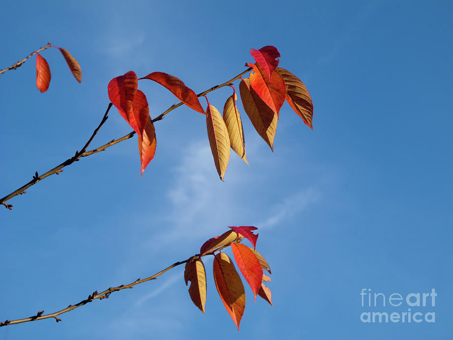 Fall Farewell Photograph by Ann Horn