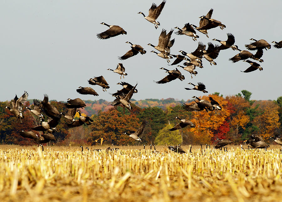 Geese Photograph - Fall Feast by Thomas Young