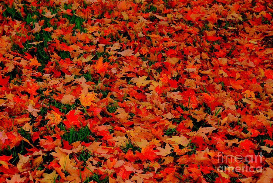 Fall Fell Photograph by Eunice Miller