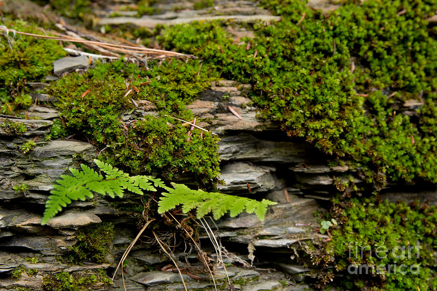 Fall Fern Photograph by Brad Marzolf Photography