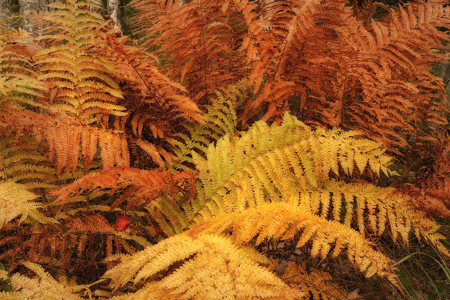 Fall Ferns Acadia NP Maine IMG 6355 Photograph by Greg Kluempers