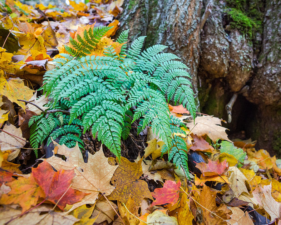 Fall Ferns Photograph by Bill Pevlor