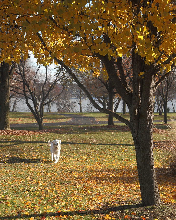 Fall Fetch Photograph by Coby Cooper