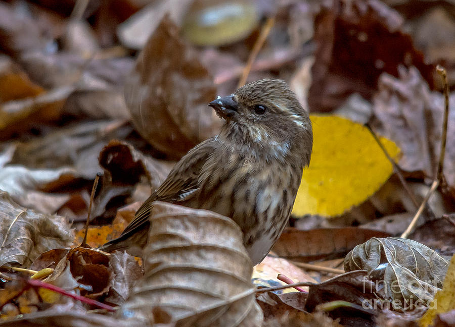Fall Finch Photograph by Cheryl Baxter