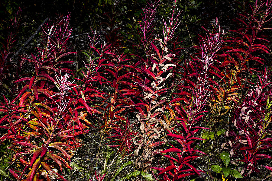 Fall Fireweed Photograph by Fred Denner