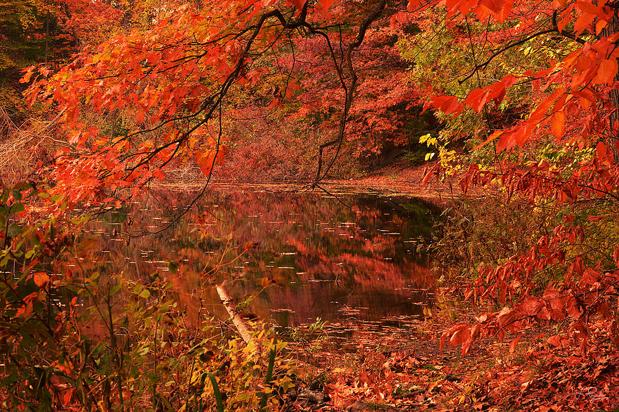 Fall Flavor Photograph by Lourry Legarde - Fine Art America