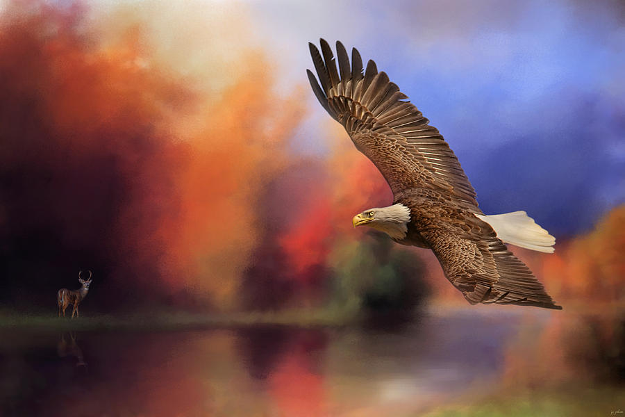 Deer Photograph - Fall Flight - Bald Eagle by Jai Johnson