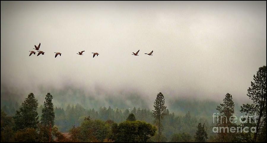 Fall Flight Photograph by Julia Hassett
