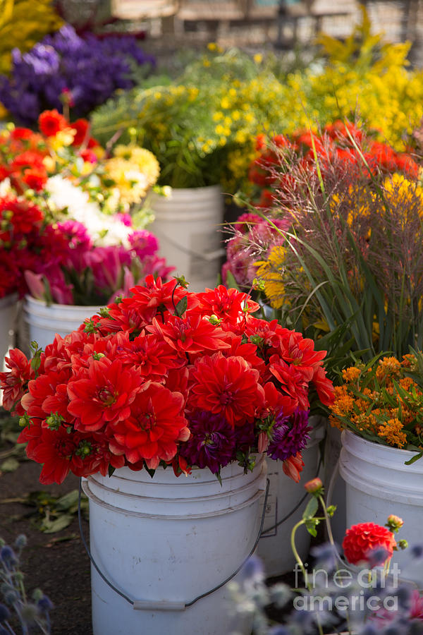 Flower Photograph - Fall Flowers in Buckets by Rebecca Cozart