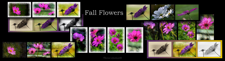 Flower Photograph - Fall Flowers Multi Panel Collage Black Background by Thomas Woolworth