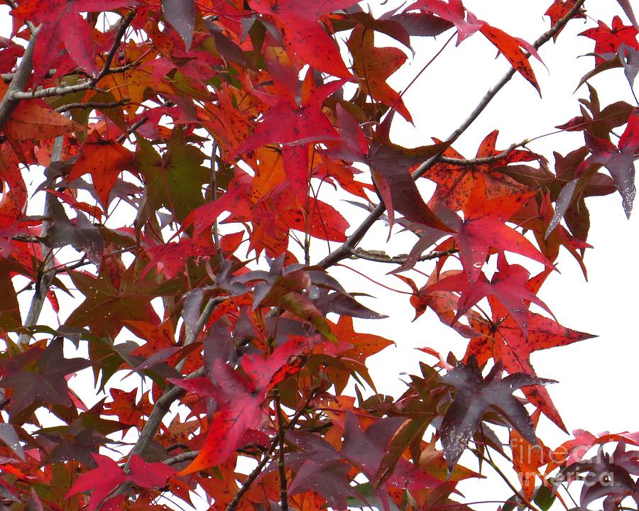 Fall Foliage - Red Maple Photograph by Scott Cameron