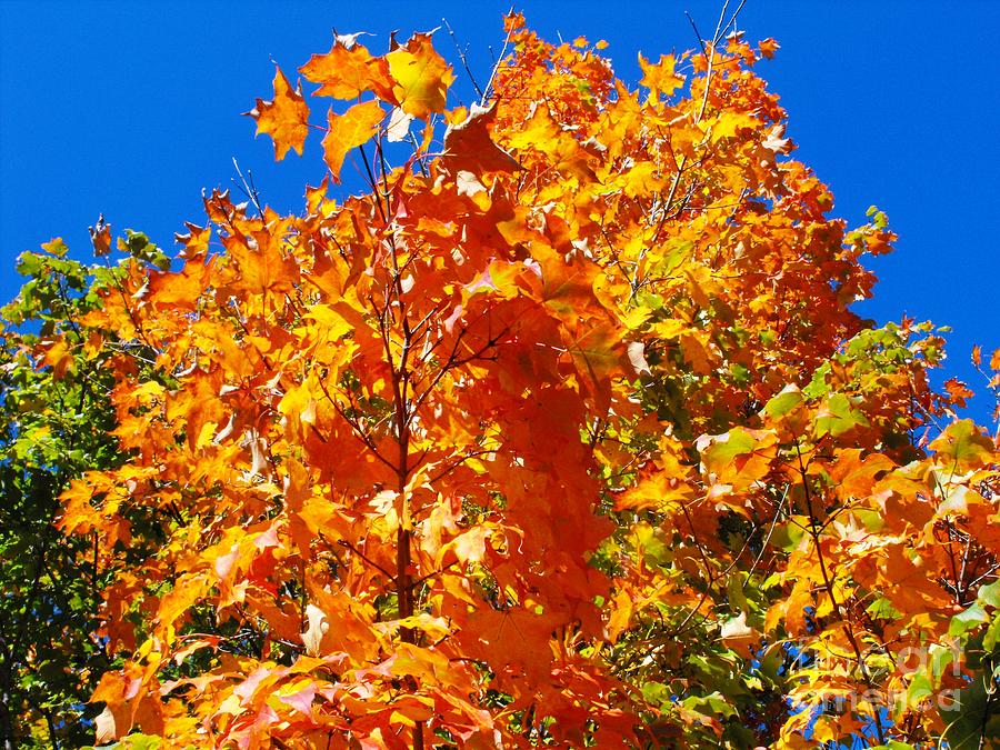 Fall Foliage Against A Blue Sky Photograph by Lisa Gifford - Fine Art ...