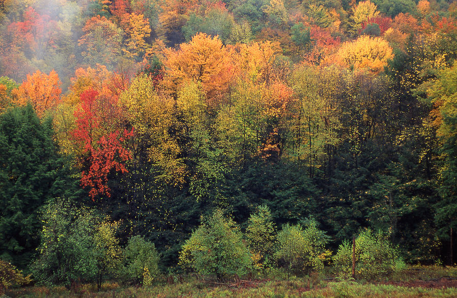 Fall foliage and pines Allegheny National Forest Photograph by Blair ...