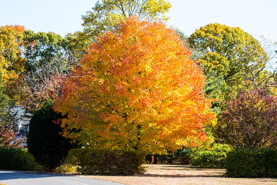 Fall foliage at Caumsett State Historic Park Preserve Photograph by Susan Jensen