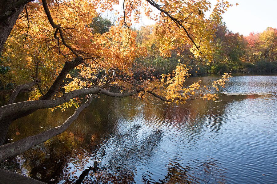 Fall Foliage at Twin Ponds  Photograph by Susan Jensen