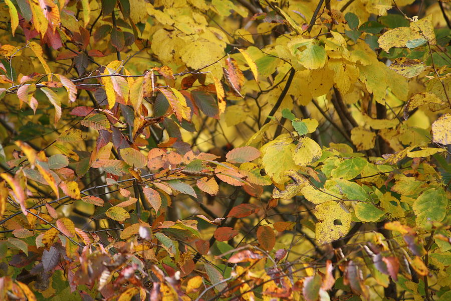 Fall Foliage Photograph by Barbara Close - Fine Art America