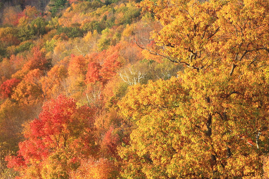 Fall Foliage Berkshires Photograph by John Burk