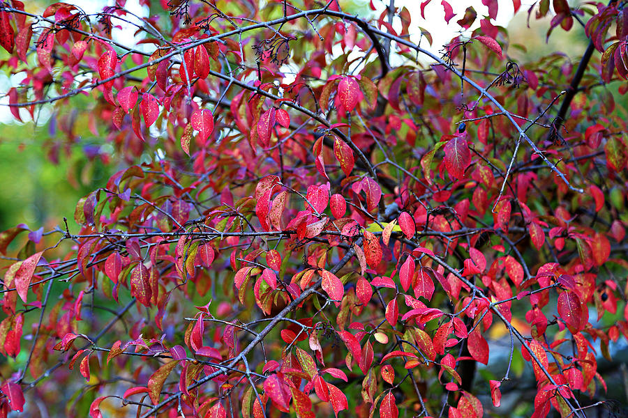 Fall Foliage Colors 05 Photograph by Metro DC Photography