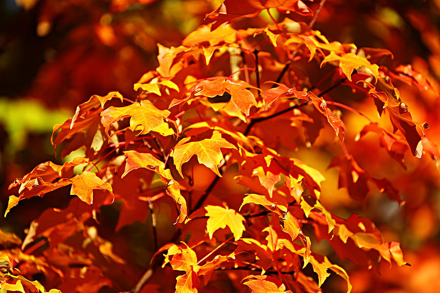 Fall Photograph - Fall Foliage Colors 14 by Metro DC Photography