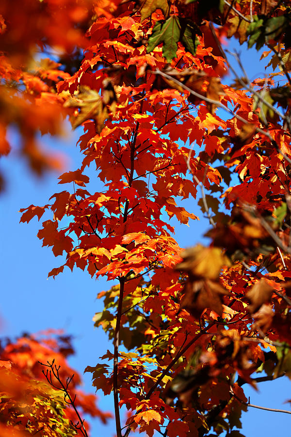Fall Foliage Colors 15 Photograph by Metro DC Photography