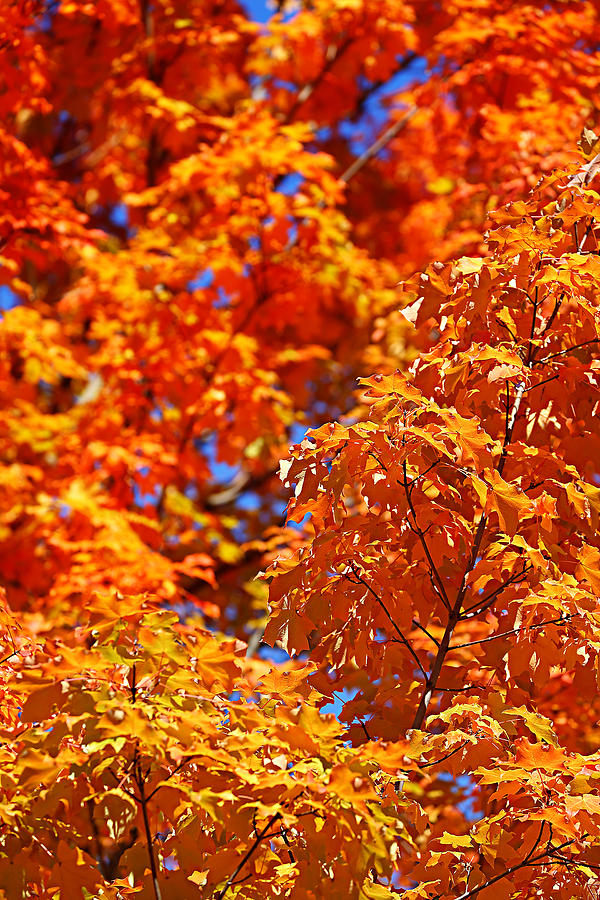 Fall Photograph - Fall Foliage Colors 17 by Metro DC Photography