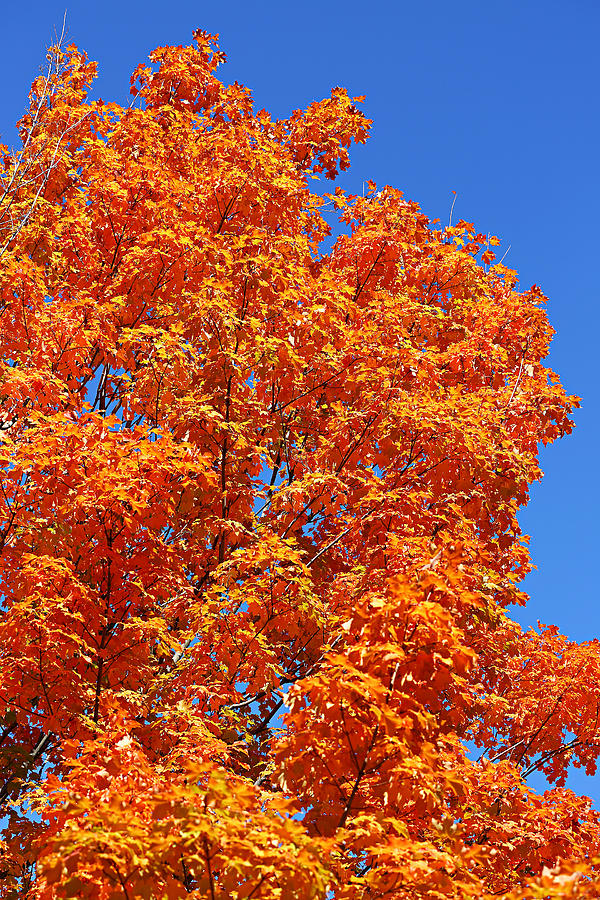 Fall Foliage Colors 18 Photograph by Metro DC Photography
