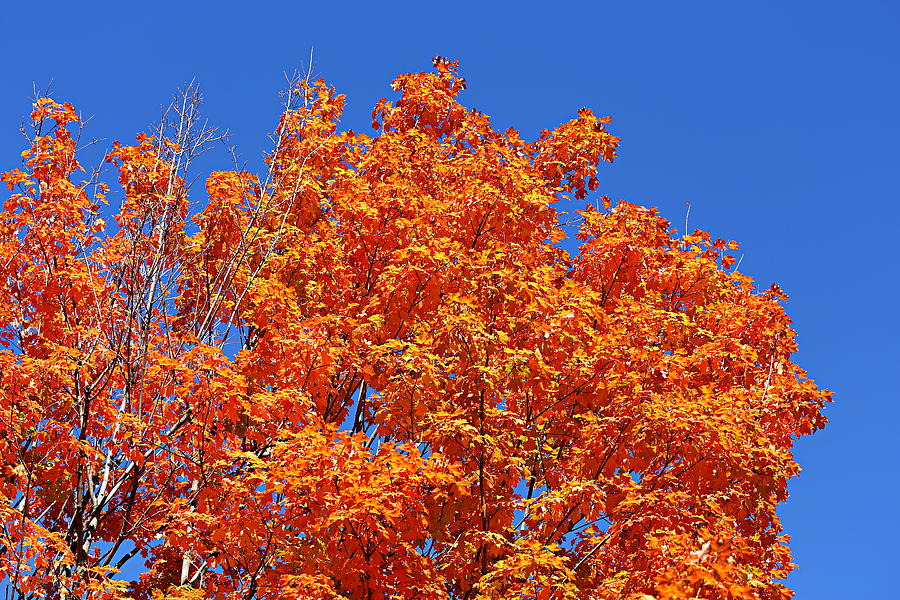 Fall Foliage Colors 19 Photograph by Metro DC Photography