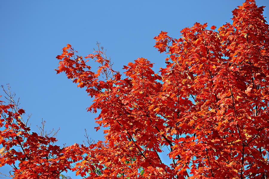 Fall Foliage Colors 20 Photograph by Metro DC Photography