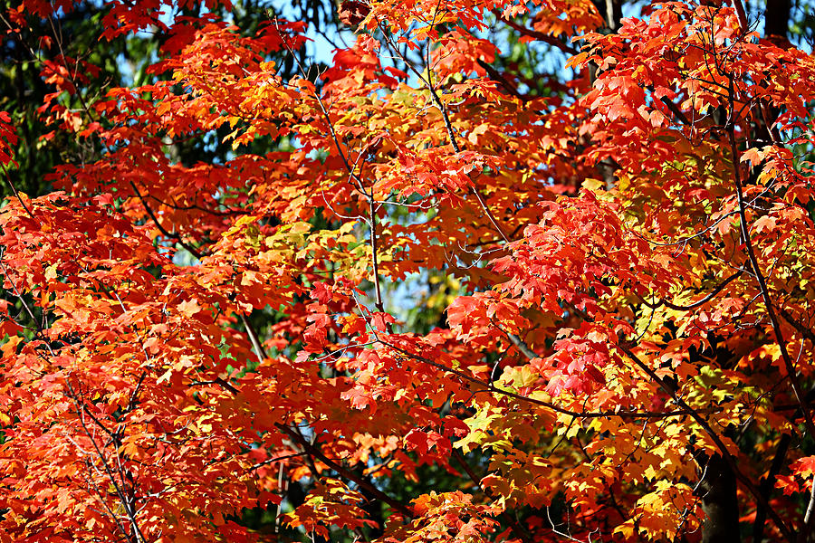 Fall Foliage Colors 22 Photograph by Metro DC Photography