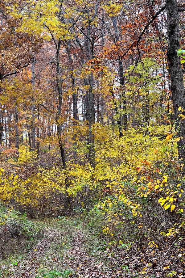 Fall Foliage Photograph by Deena Stoddard