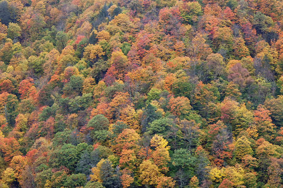 Fall Foliage Display Photograph by Denisebush