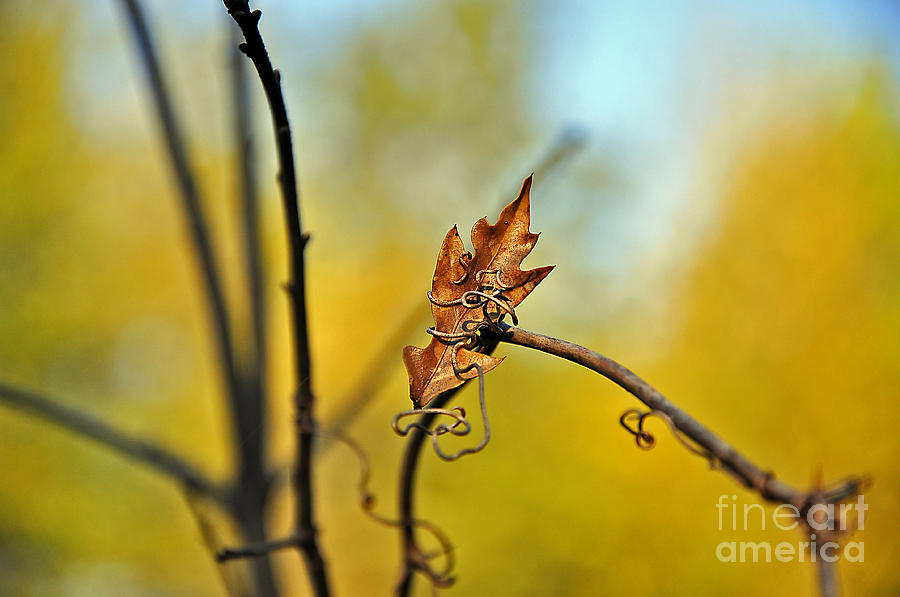 Fall Foliage Foiled Photograph by Al Powell Photography USA