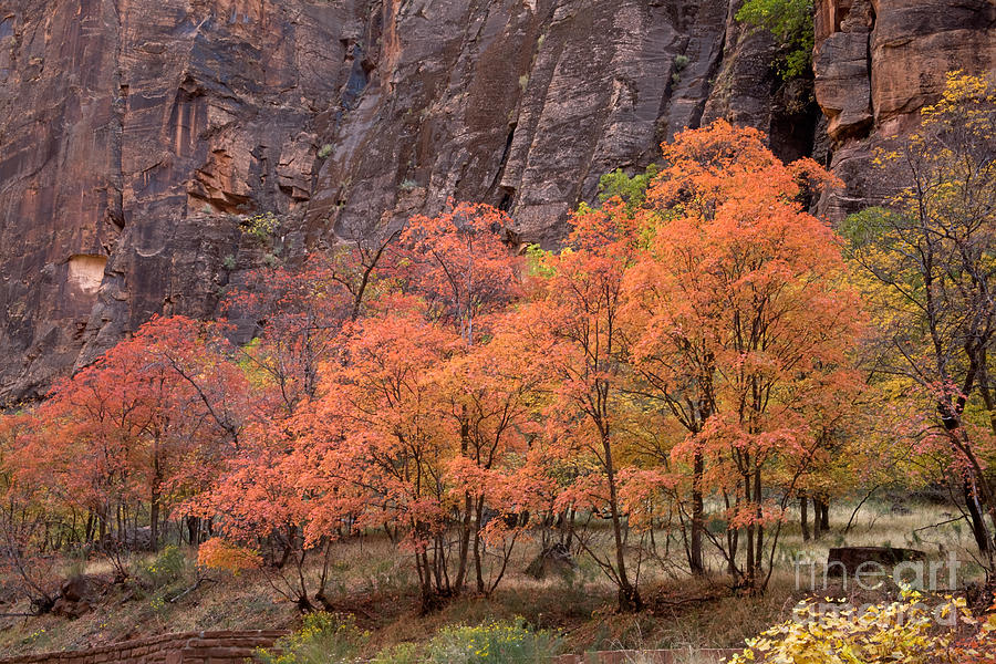 Fall Foliage Photograph by Fred Stearns