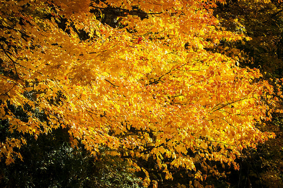 Fall Foliage Great Smoky Mountains Painted   #1 Photograph by Rich Franco